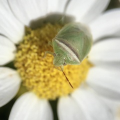 Piezodorus oceanicus