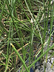 Eleocharis sphacelata