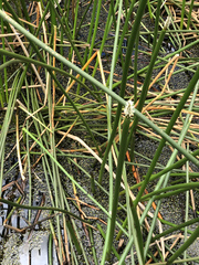 Eleocharis sphacelata