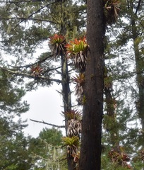 Tillandsia imperialis