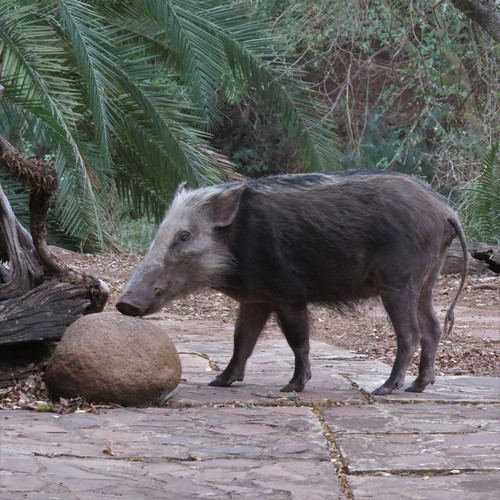 Potamochoerus larvatus