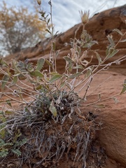 Xanthisma grindelioides