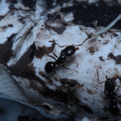 Ochetellus glaber