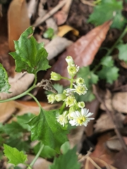 Microglossa mespilifolia