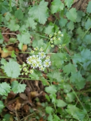 Microglossa mespilifolia