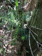 Cunninghamia