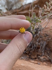 Xanthisma grindelioides