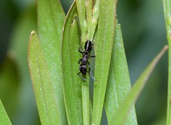 Rhytidoponera victoriae