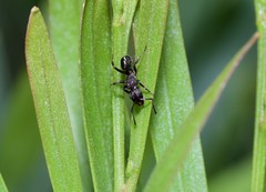 Rhytidoponera victoriae