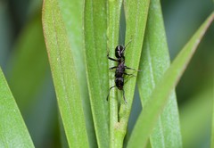 Rhytidoponera victoriae