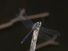 Agrionoptera longitudinalis biserialis