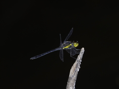 Agrionoptera longitudinalis biserialis