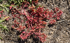 Crassula decumbens