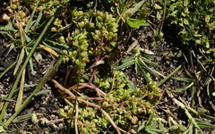 Crassula decumbens