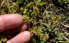 Crassula decumbens