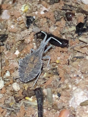 Nisoscolopocerus apiculatus