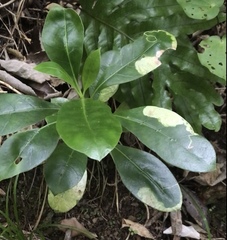 Corythoxestis zorionella