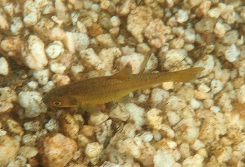 Marico-barbeel (Enteromius motebensis) — Cyprinidae