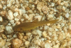 Enteromius motebensis