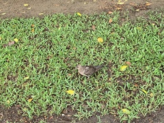 Streptopelia orientalis orii