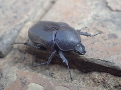 Hypselogenia geotrupina geotrupina
