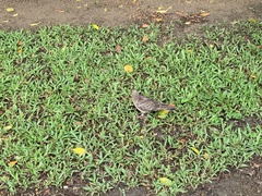 Streptopelia orientalis orii