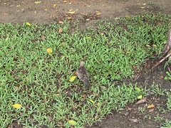 Streptopelia orientalis orii