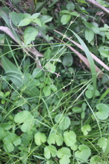 Carex uhligii