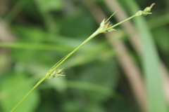 Carex uhligii