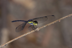 Agrionoptera longitudinalis biserialis