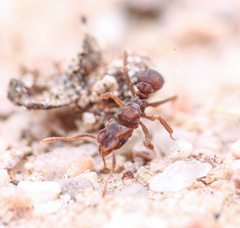 Cyphomyrmex flavidus