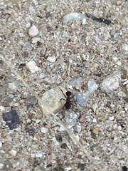 Cyphomyrmex flavidus