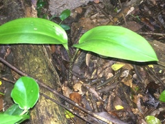 Scadoxus membranaceus