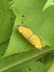 Tegosa anieta