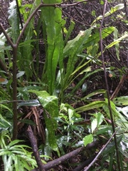 Microsorum punctatum