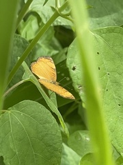 Tegosa anieta