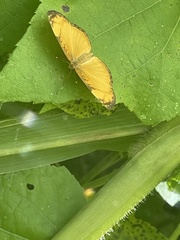 Tegosa anieta