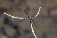 Agrionoptera longitudinalis biserialis