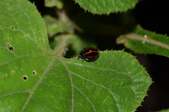 Toxotoma monovittata