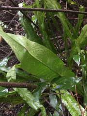 Microsorum punctatum