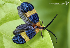 Calopteron bifasciatum