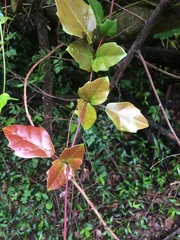 Rhoicissus sessilifolia