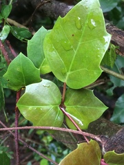 Rhoicissus sessilifolia