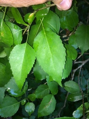 Cordia caffra