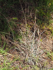 Dichanthium sericeum sericeum
