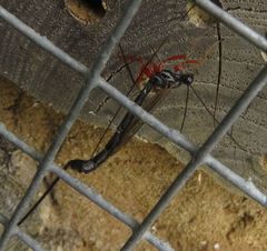 Ephialtes manifestator