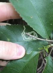 Liriomyza flavolateralis