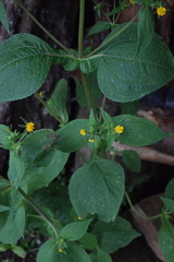 Sigesbeckia agrestis