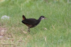 Amaurornis phoenicurus