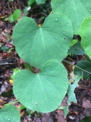 Cissampelos mucronata